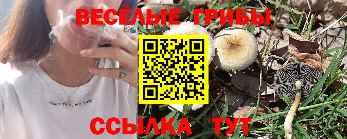 Галлюциногенные грибы Psilocybe  Вход с VPN  Пугачёв  Псилоцибиновые грибы мицелий 